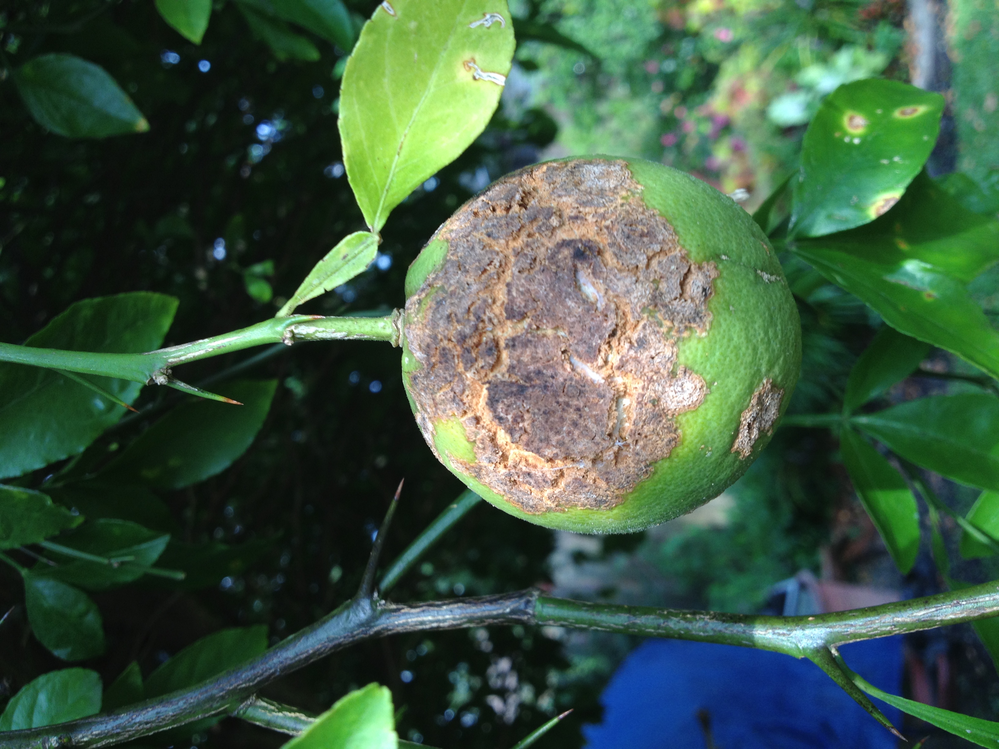 Meyer Lemon infected with Citrus Canker.JPG thumbnail